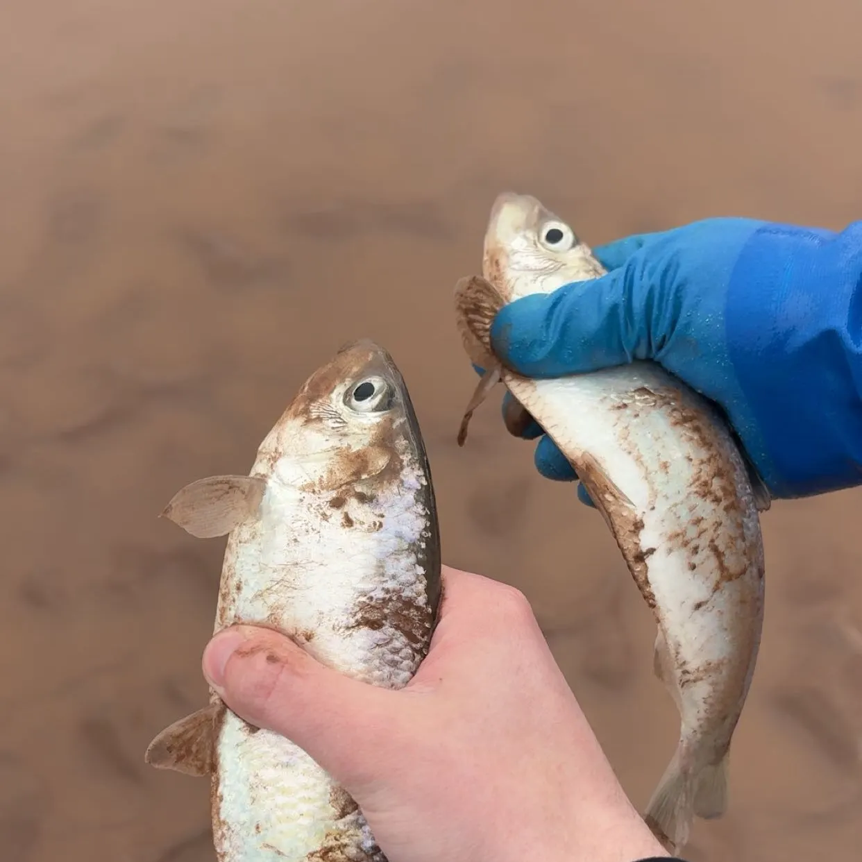 The most recent Alewife catches on Fishbrain