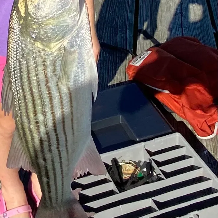 The most recent Striped bass catches on Fishbrain
