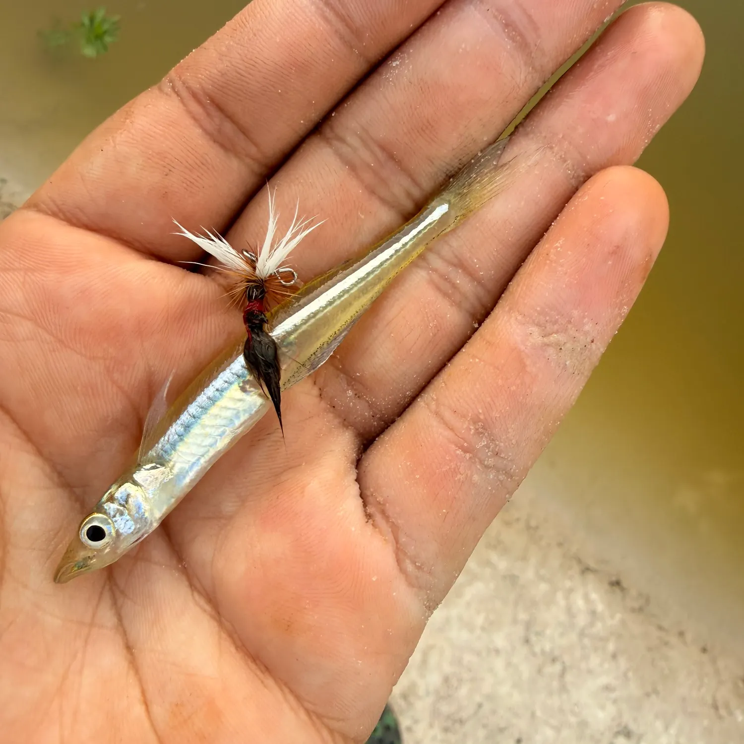 The most recent Mississippi silverside catches on Fishbrain