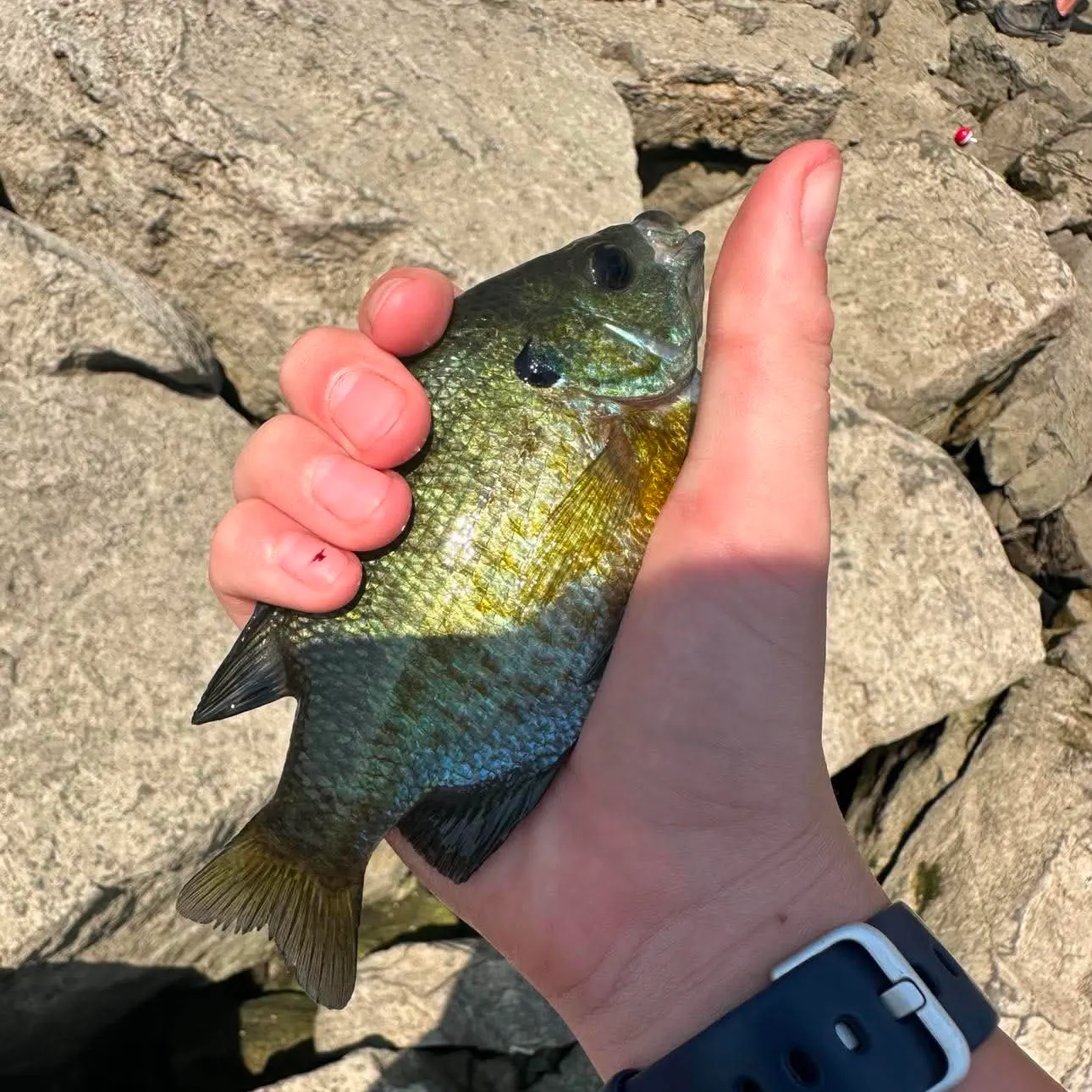 catch