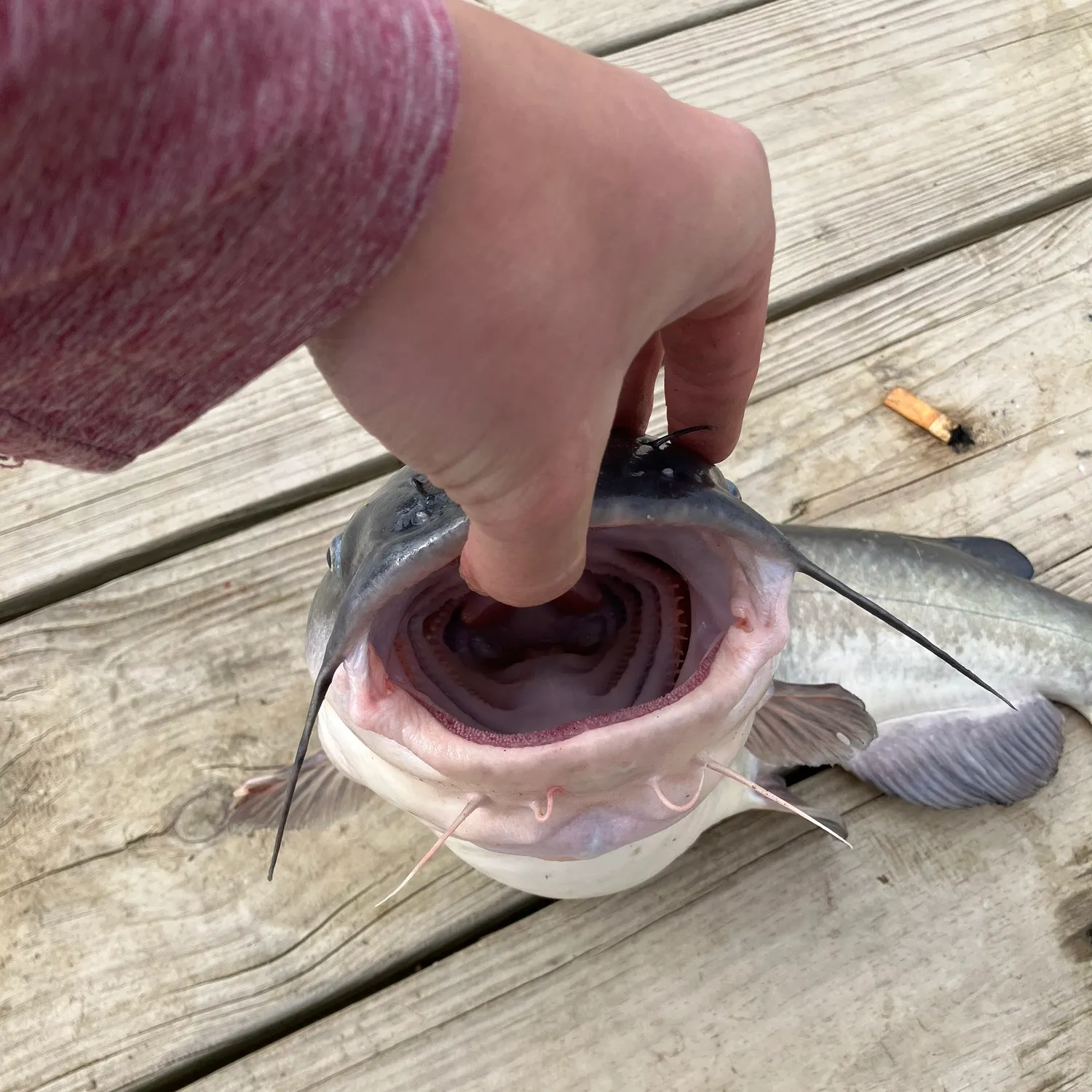 catch