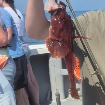 The most recent Sea raven catches on Fishbrain