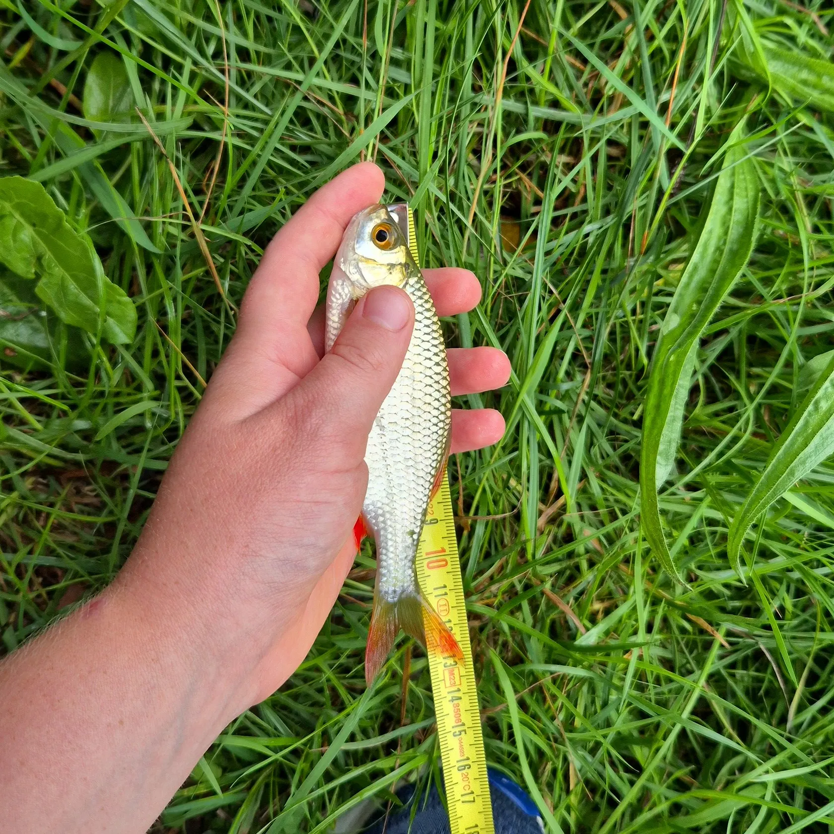 Fish caught on Fishbrain