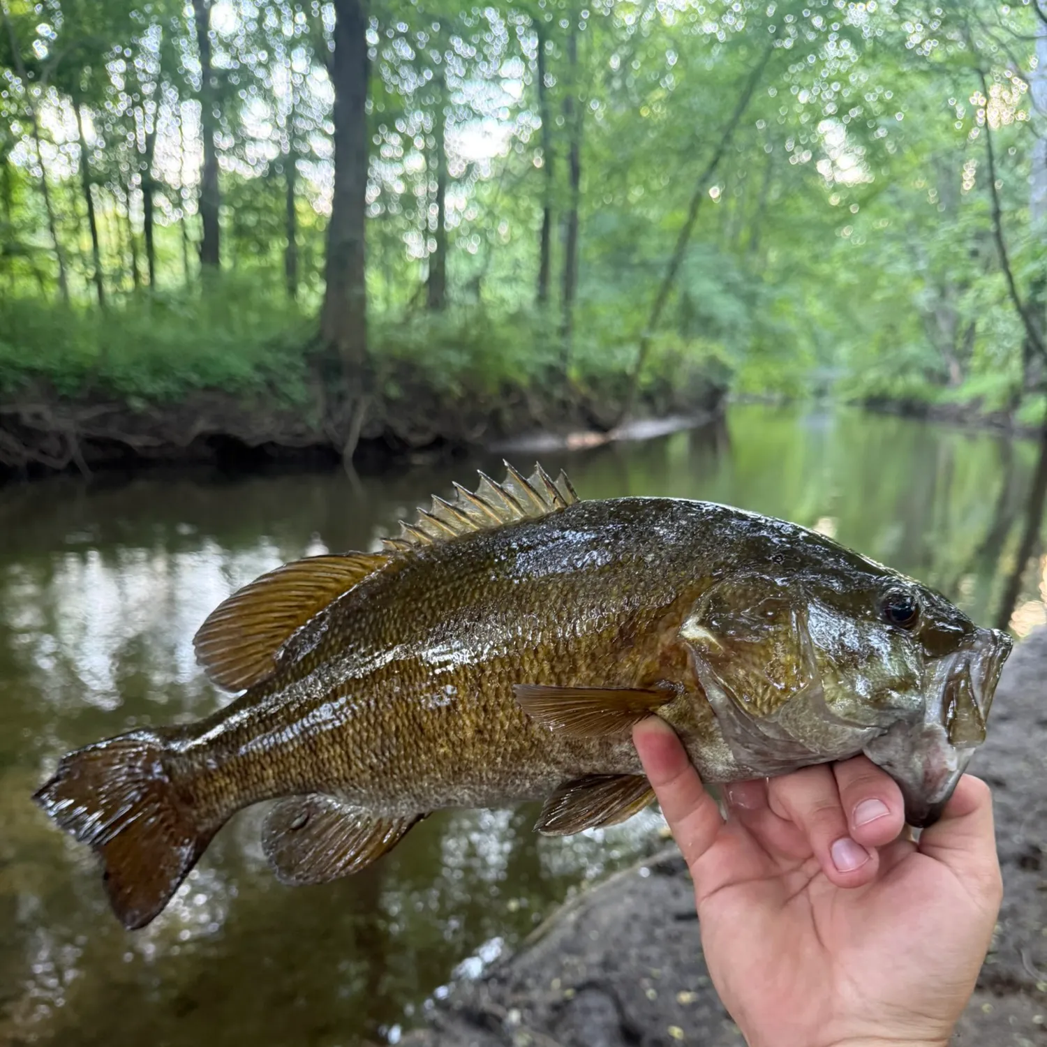 Smallmouth bass caught on Fishbrain