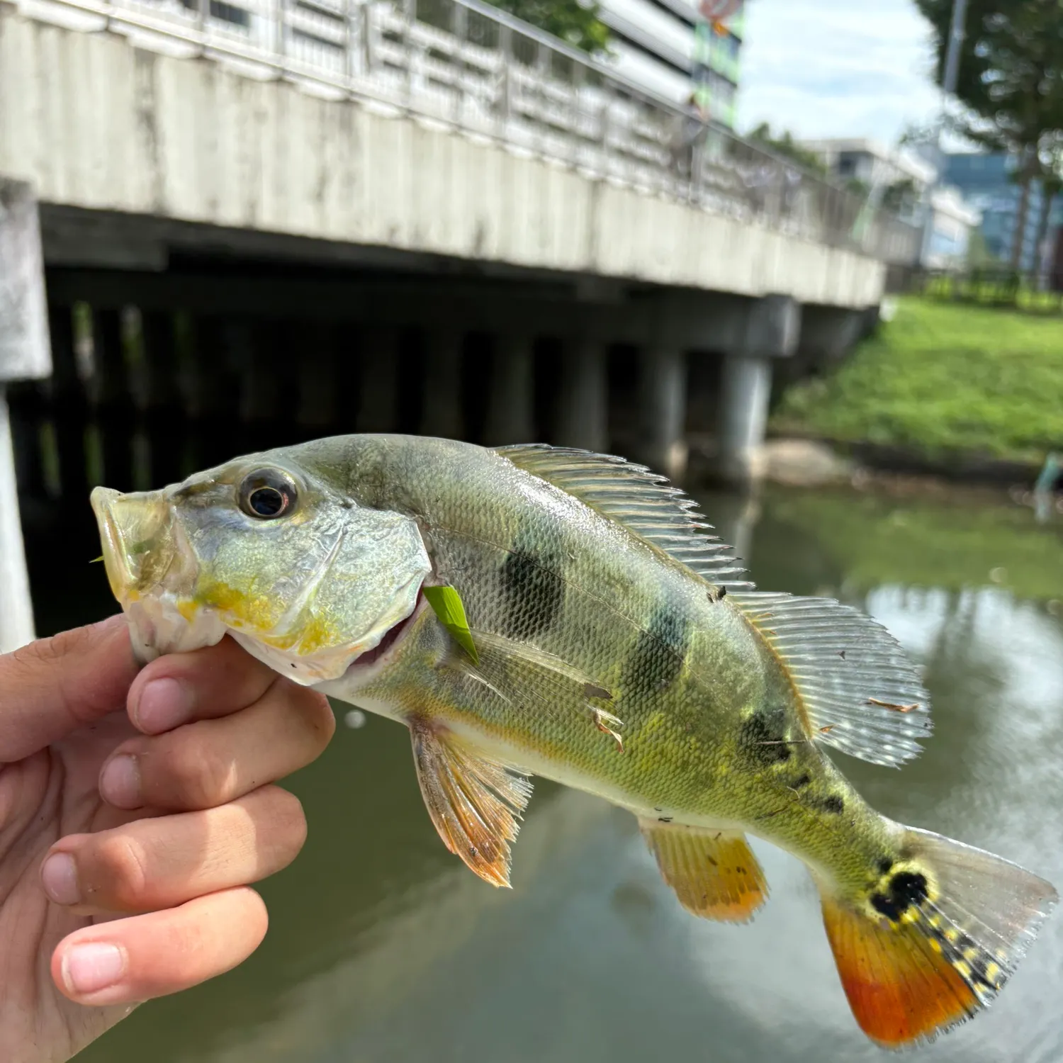 The most recent Butterfly peacock bass catches on Fishbrain