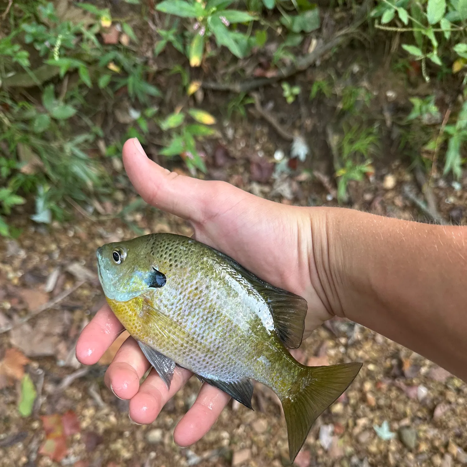 Bluegill caught on Fishbrain