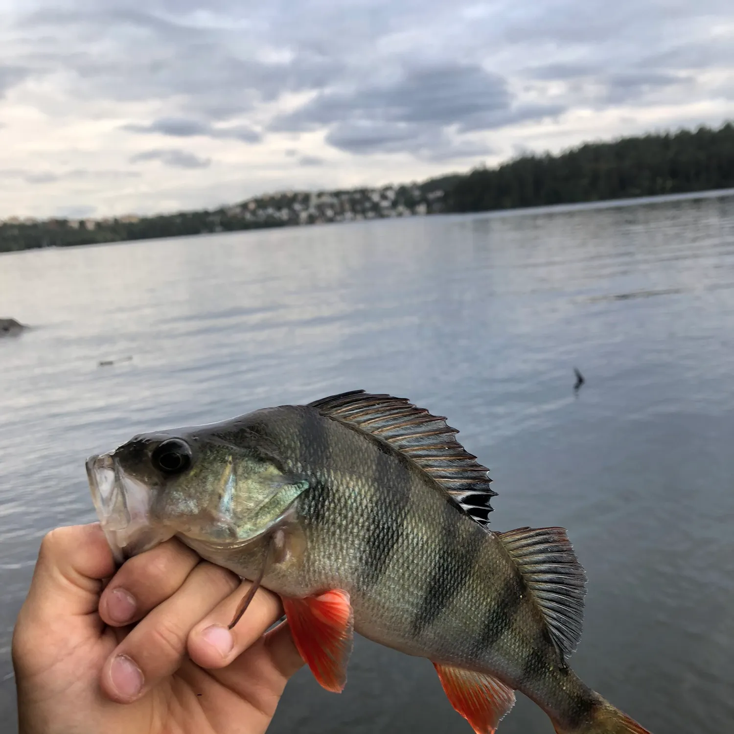 European perch caught on Fishbrain