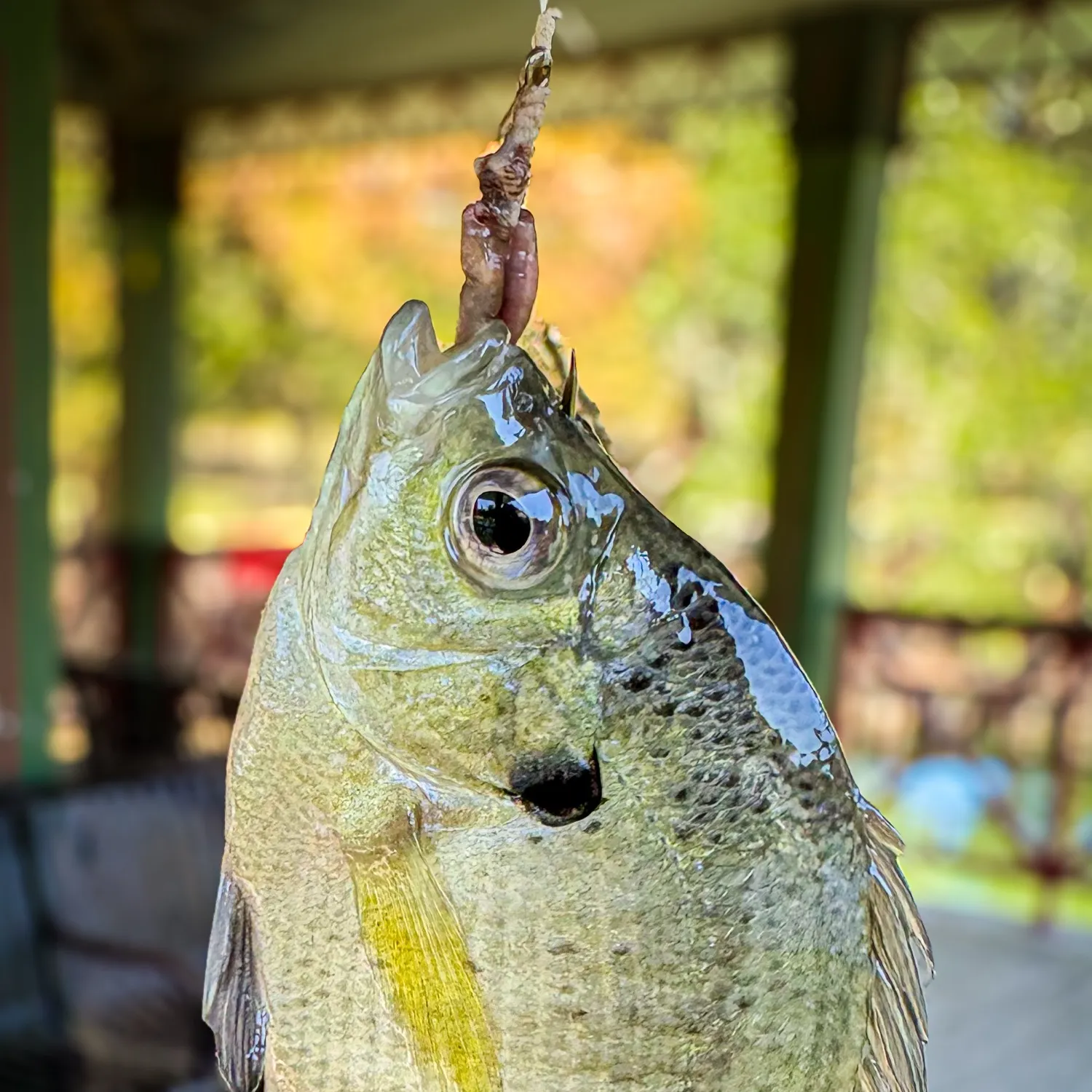 Bluegill caught on Fishbrain