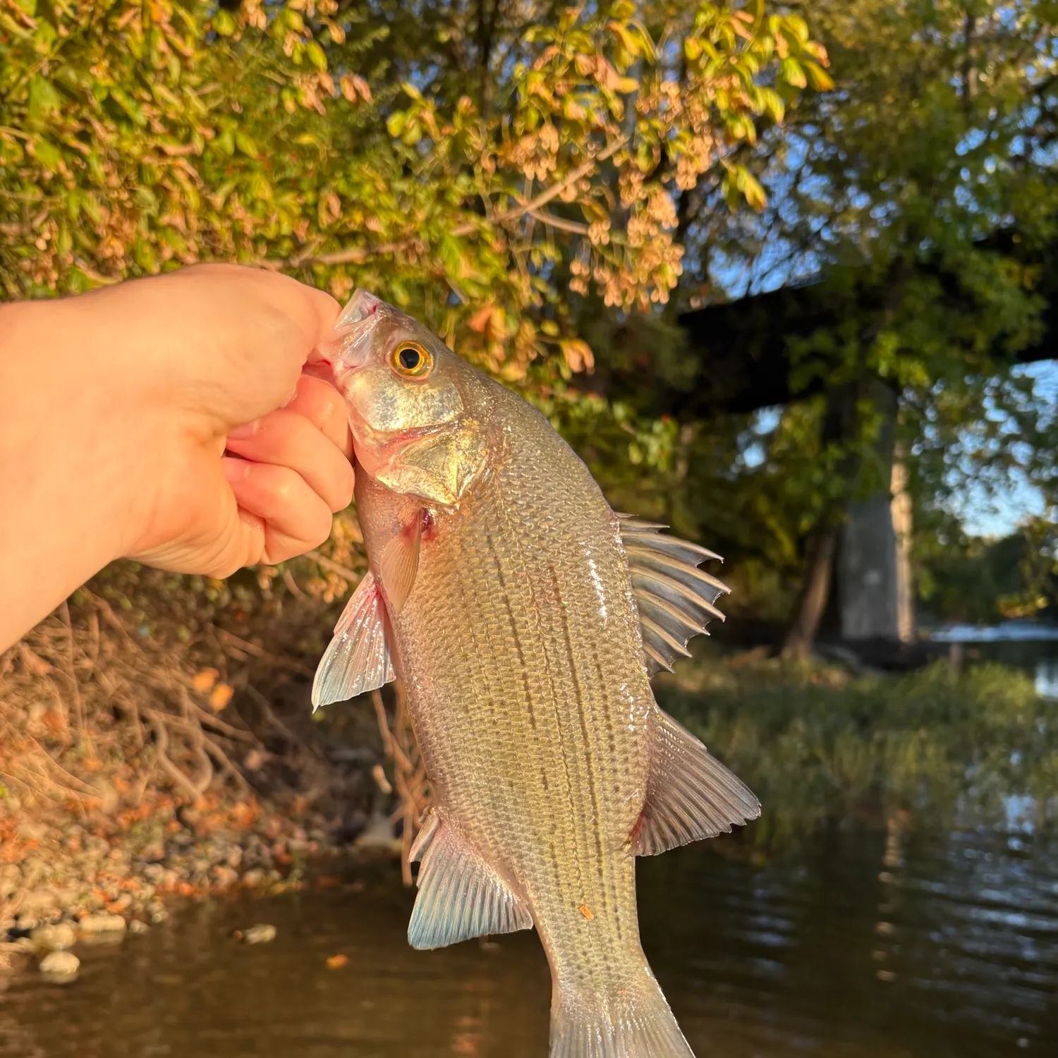 White bass caught on Fishbrain