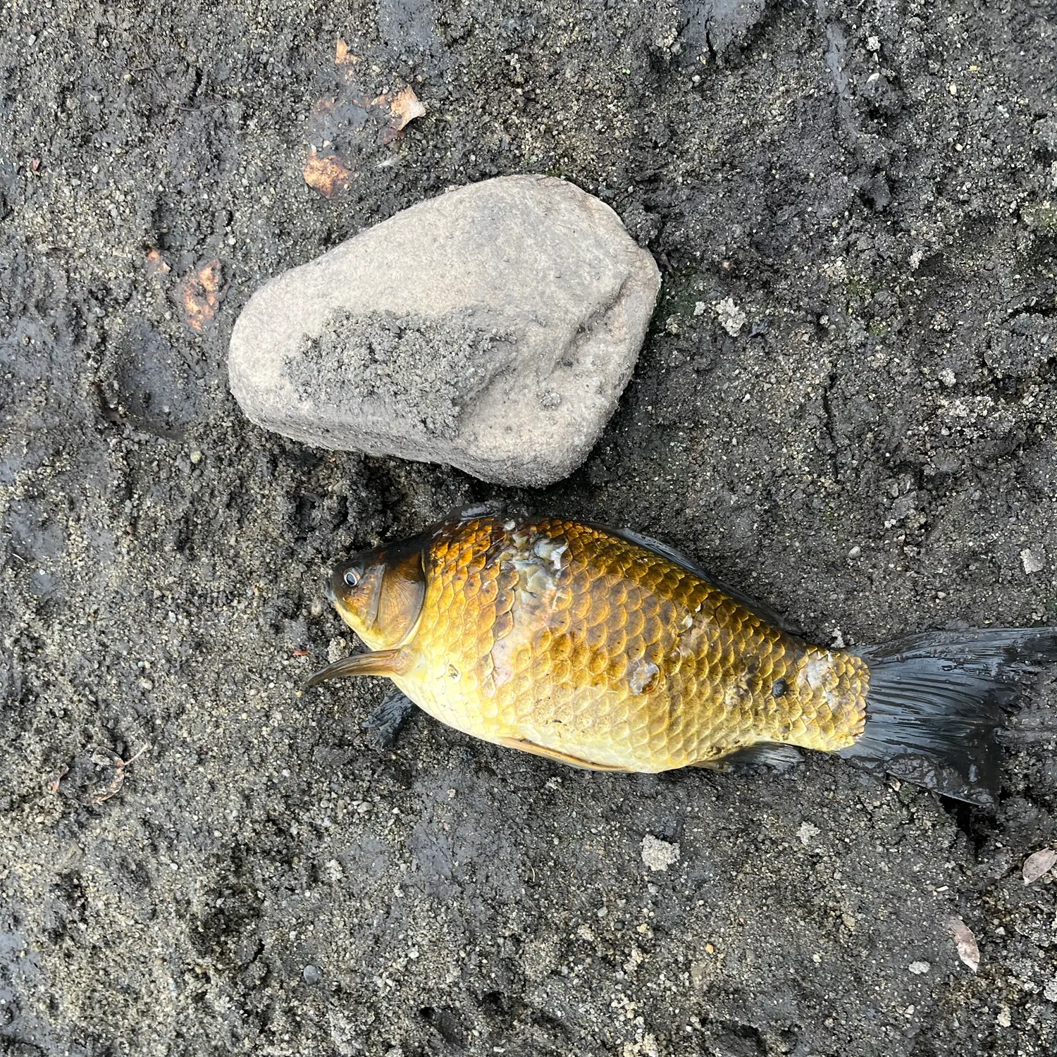 Common carp caught on Fishbrain