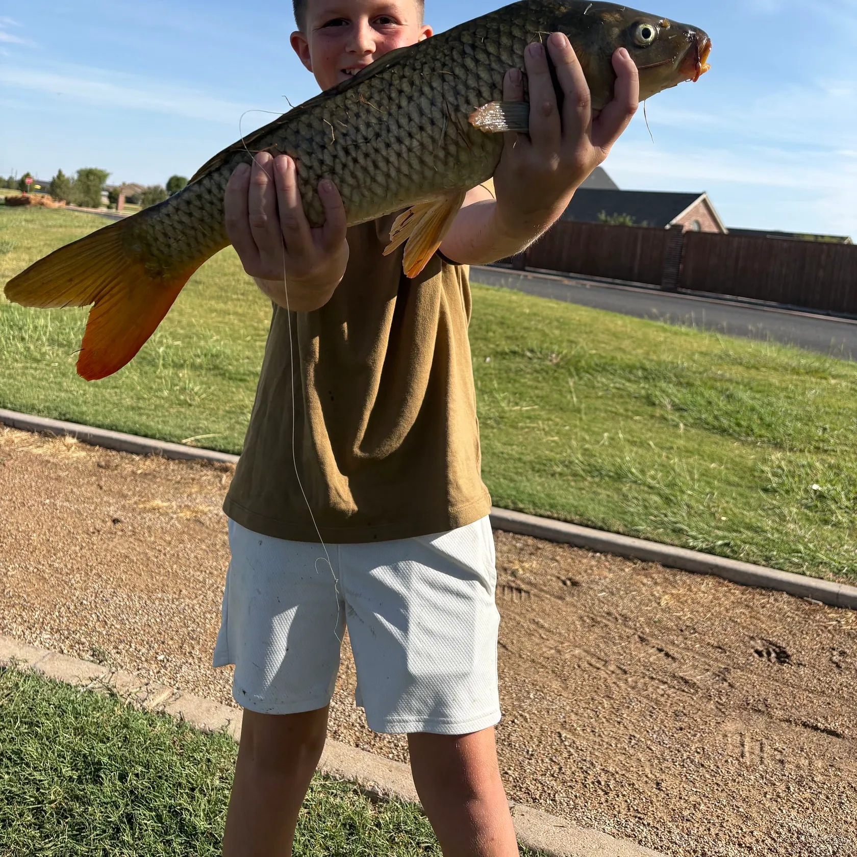 Common carp caught on Fishbrain