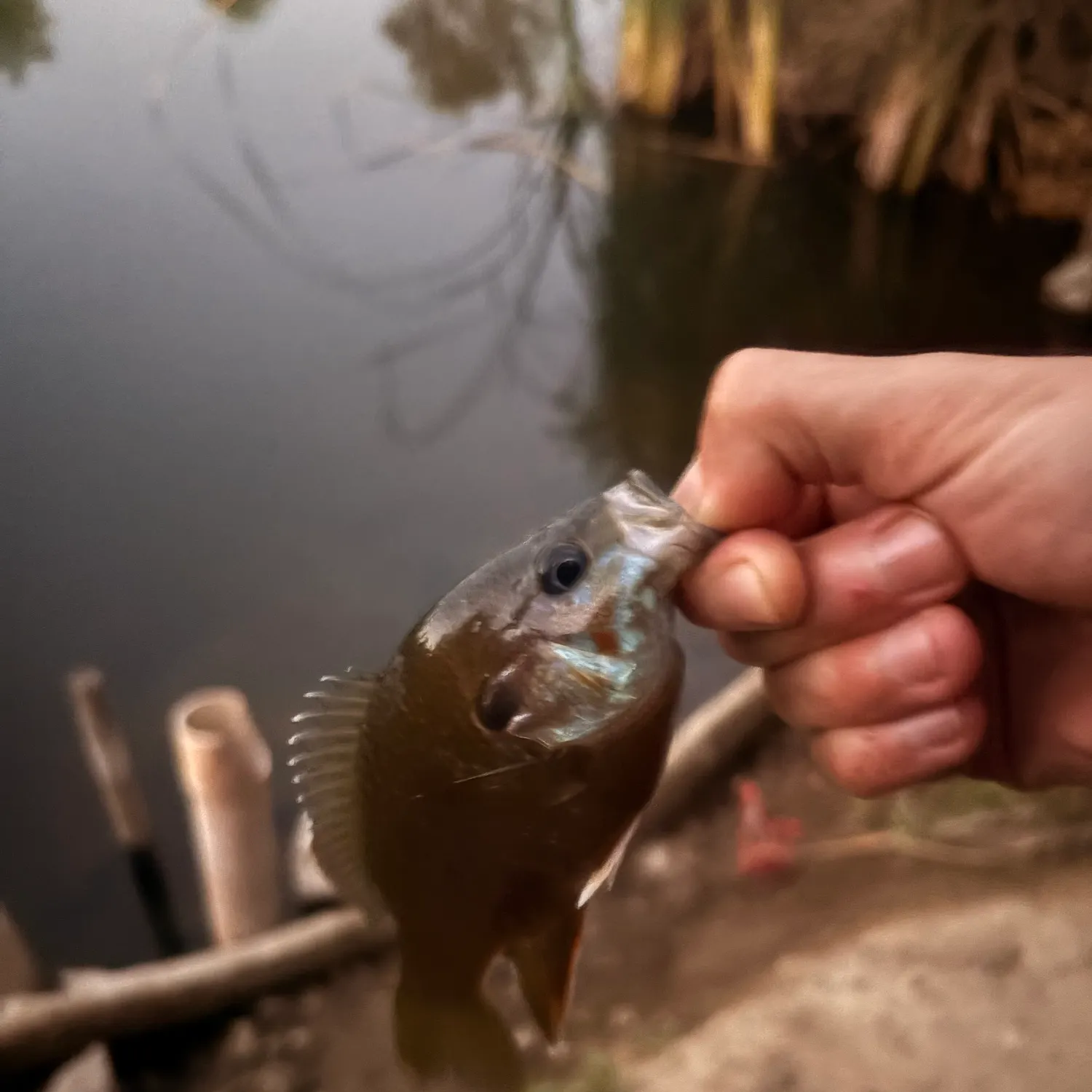Fish caught on Fishbrain