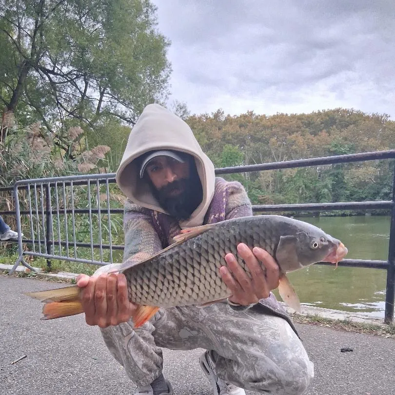 Common carp caught on Fishbrain