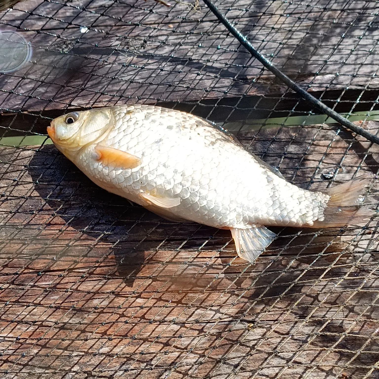 Prussian carp caught on Fishbrain