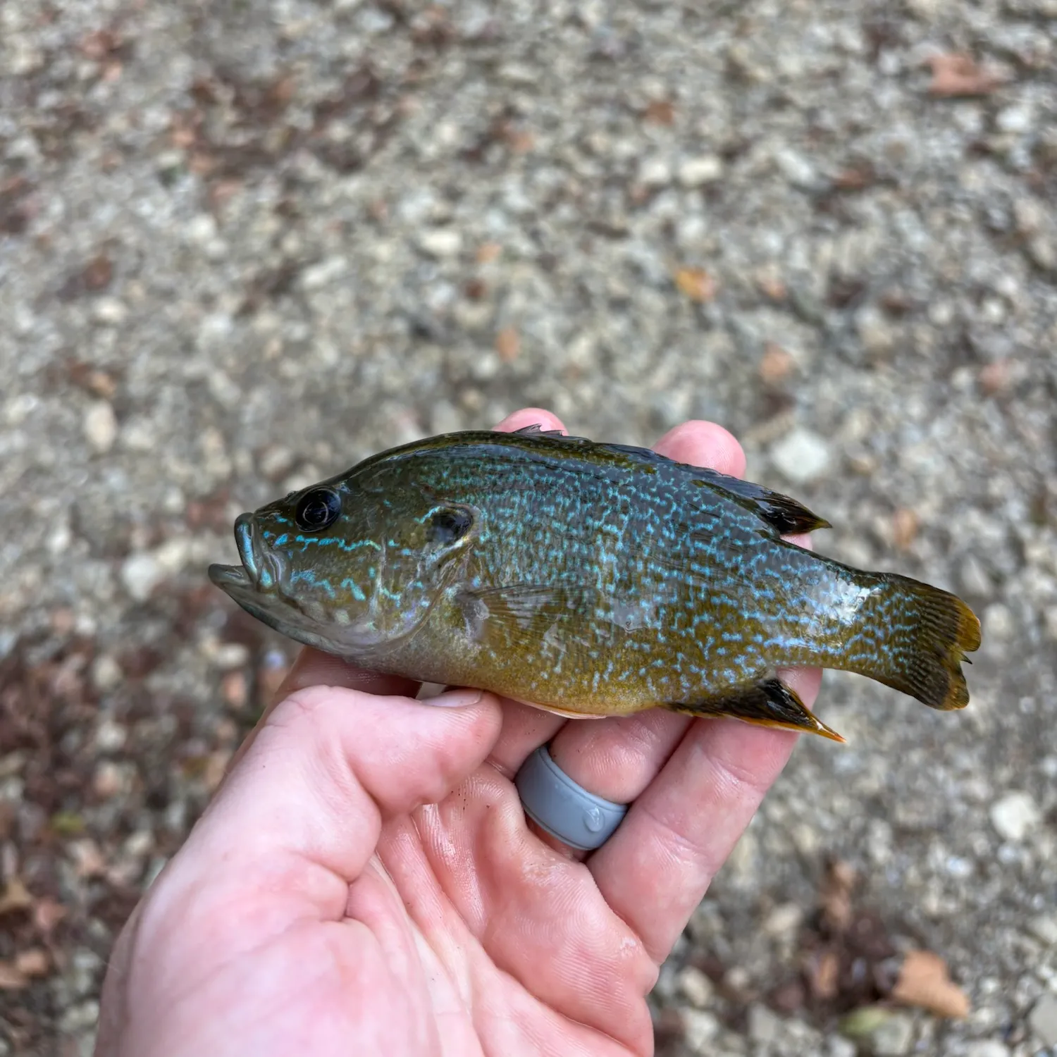 Green sunfish caught on Fishbrain