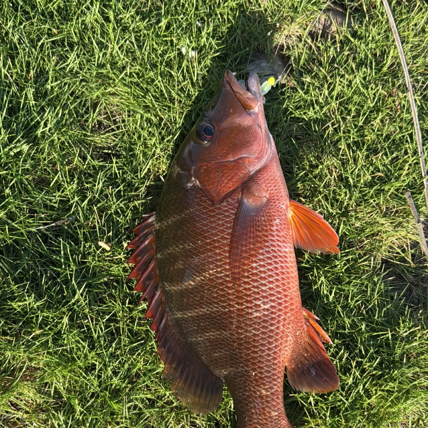 The most recent Lane snapper catches on Fishbrain