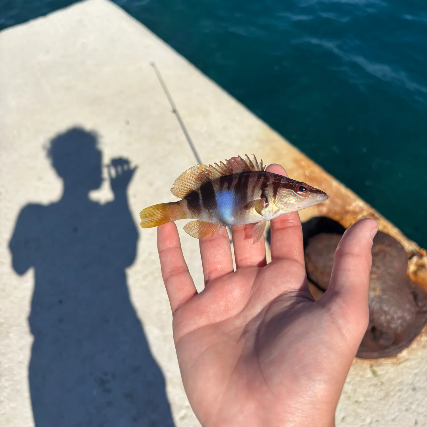 The most recent Painted comber catches on Fishbrain