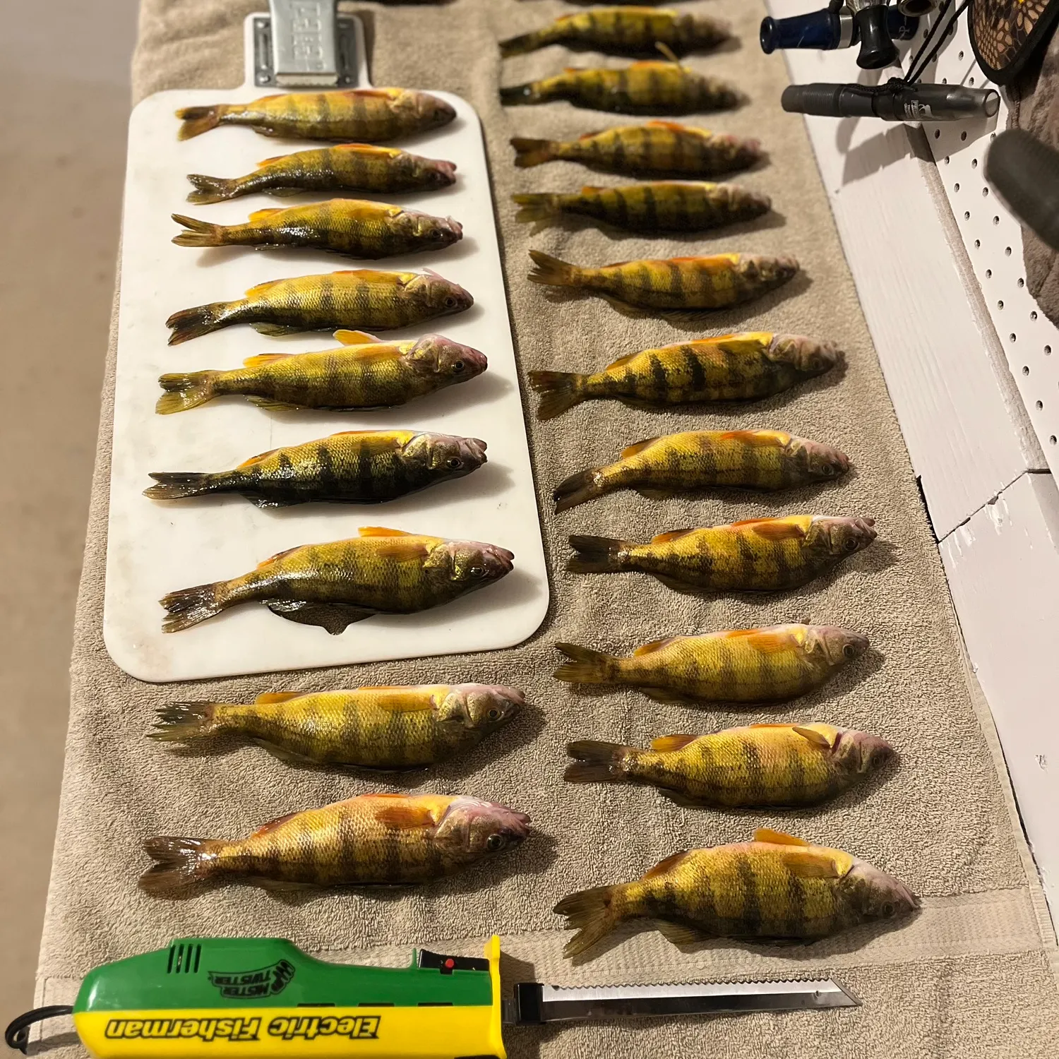 recently logged catches