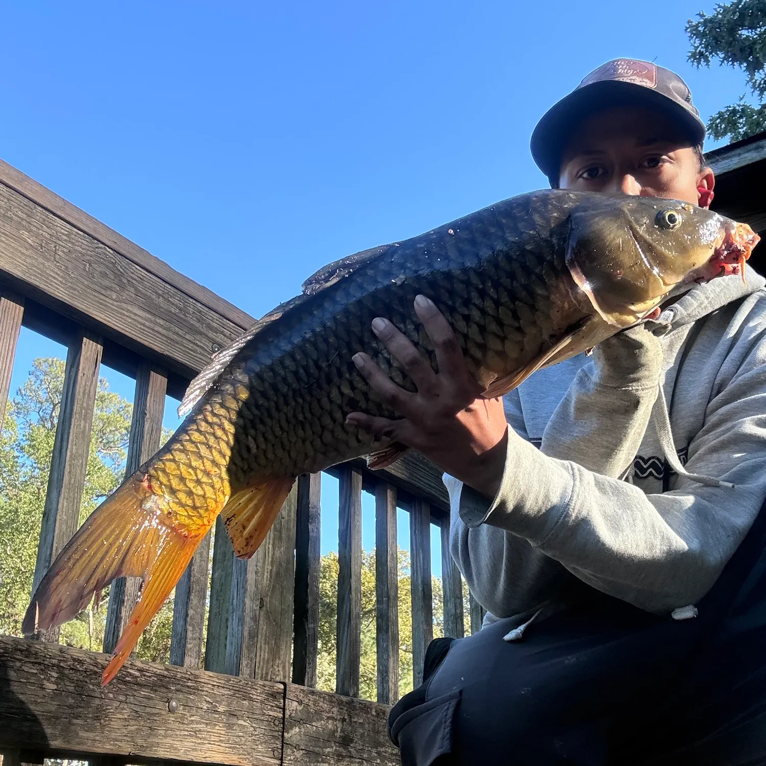 Common carp caught on Fishbrain