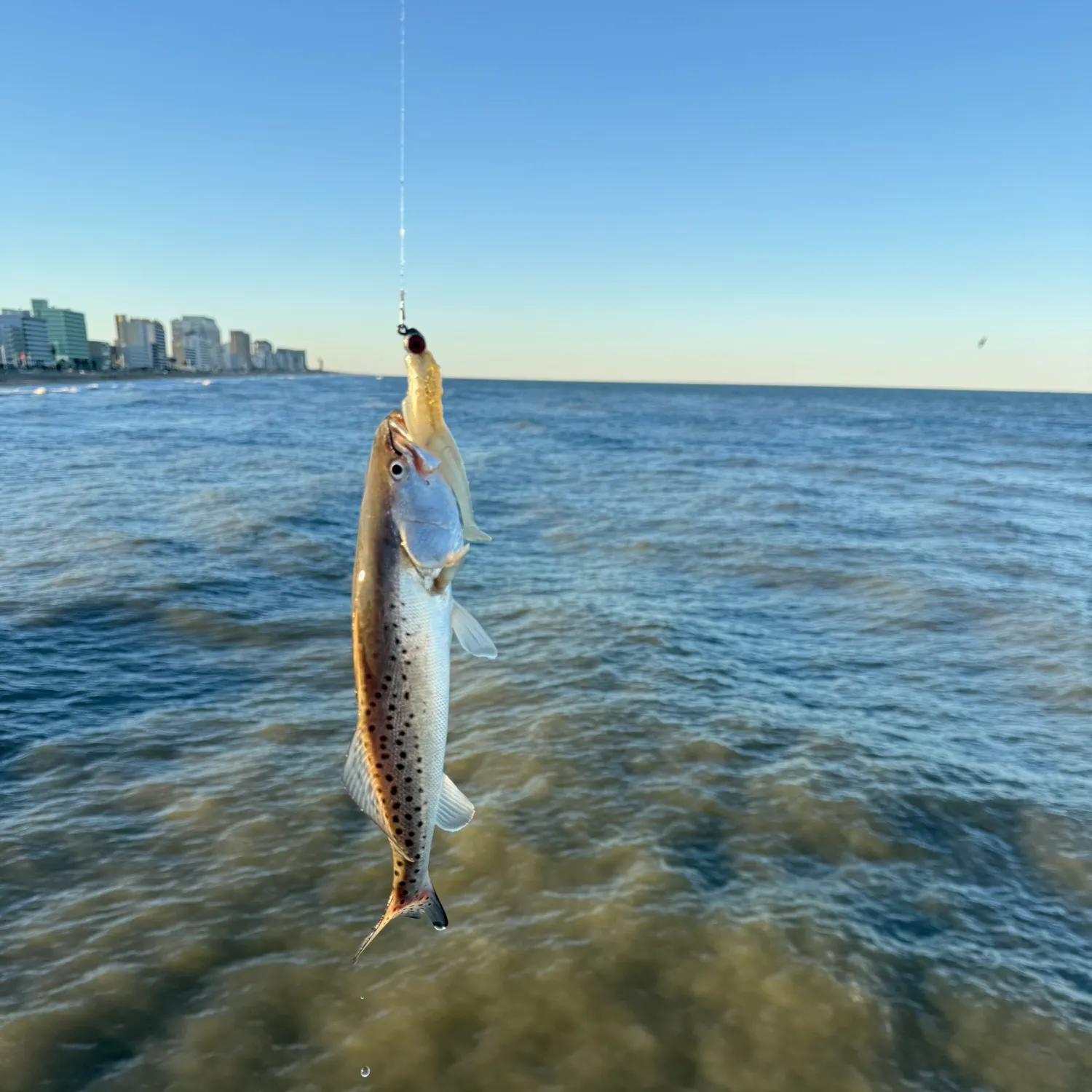 Spotted seatrout caught on Fishbrain