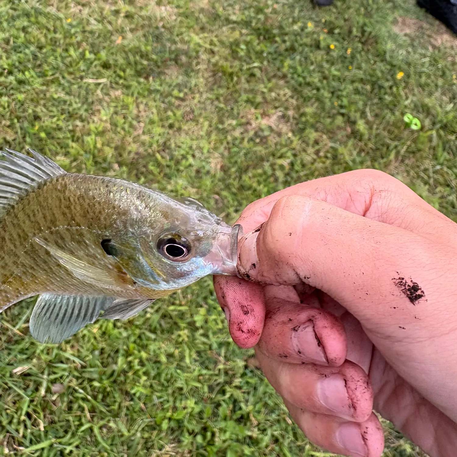 Bluegill caught on Fishbrain