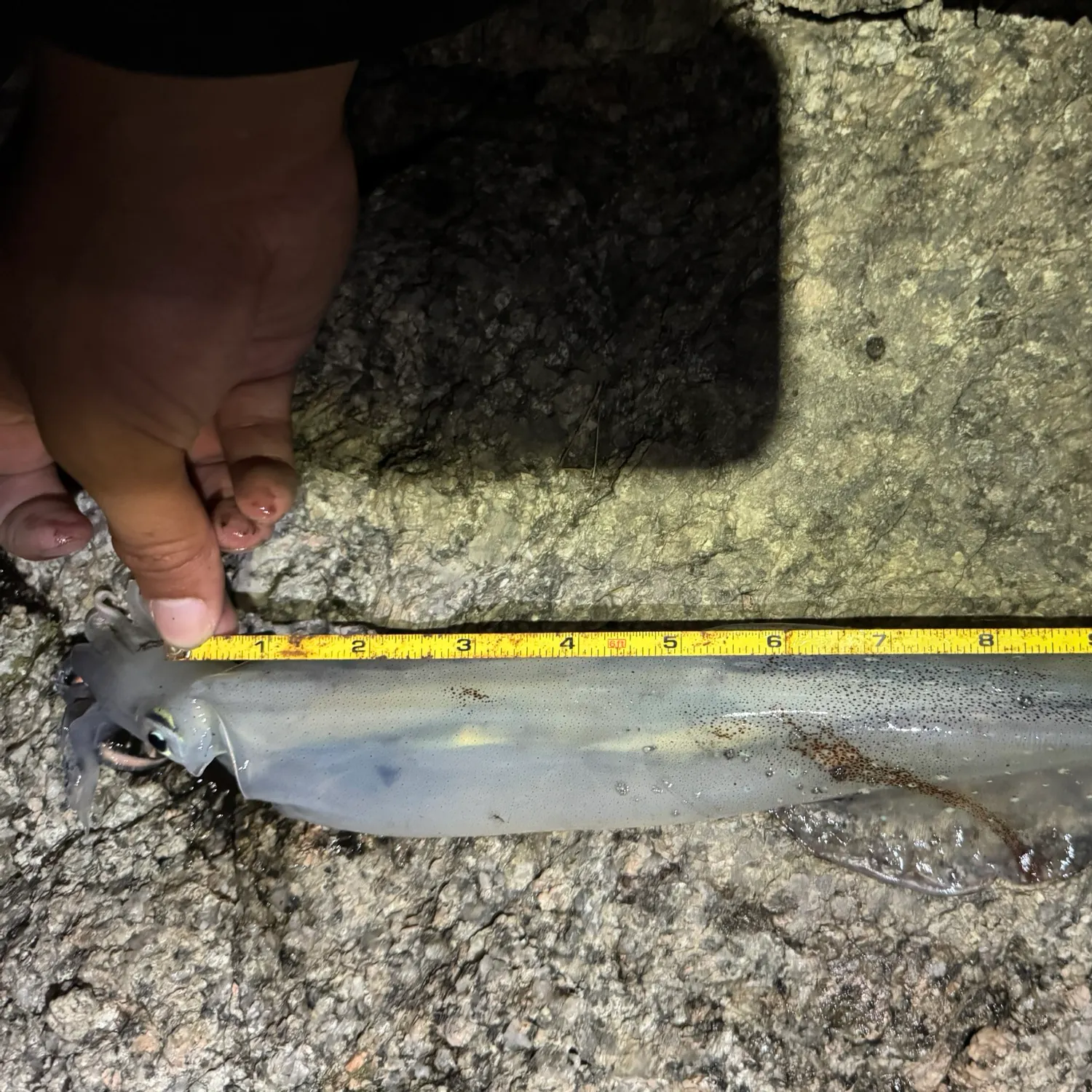 The most recent Longfin inshore squid catches on Fishbrain