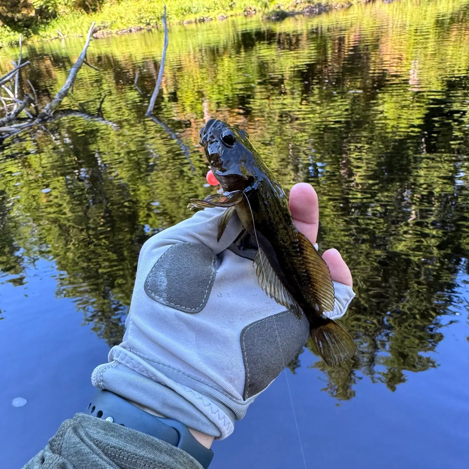 Slimy sculpin caught on Fishbrain