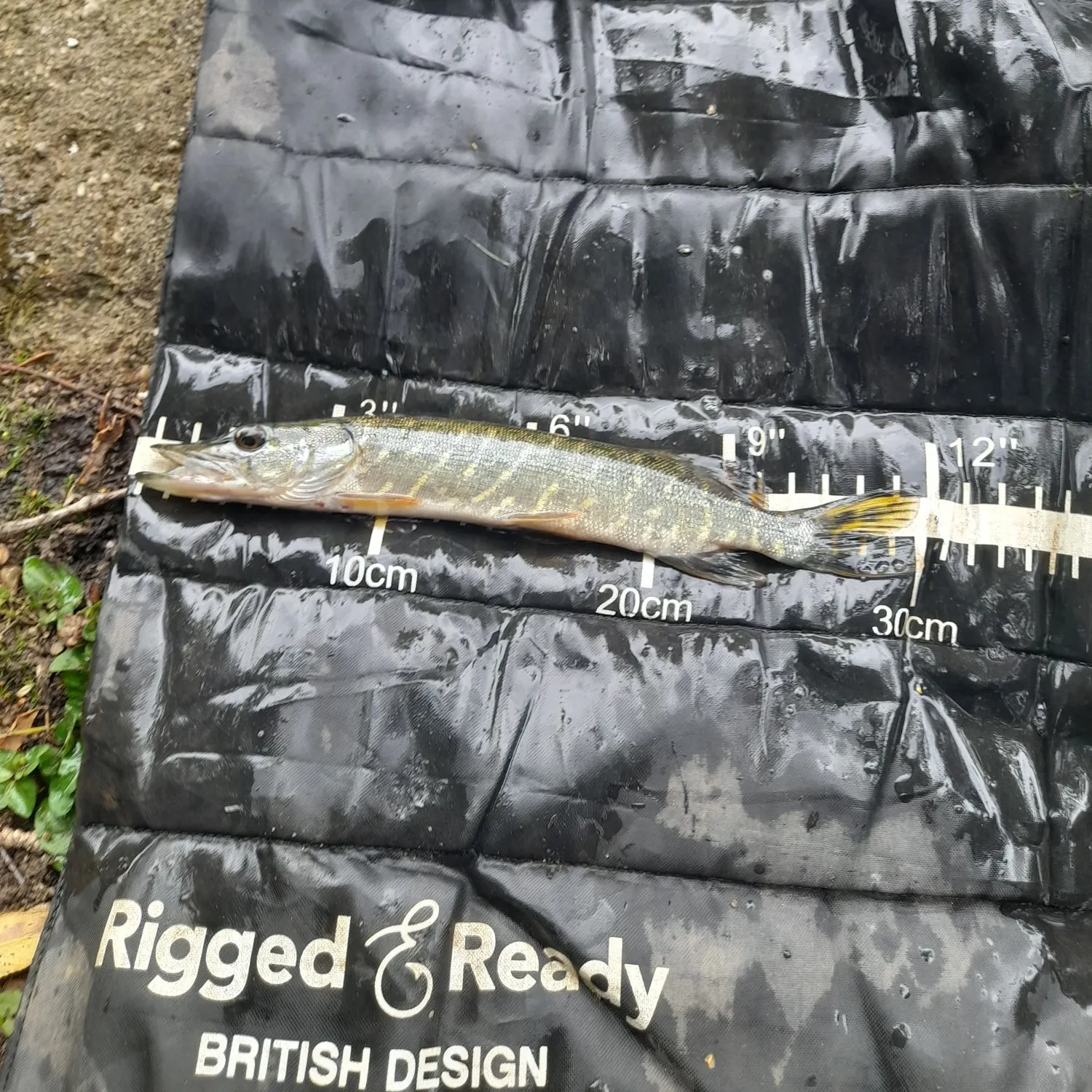 Northern pike caught on Fishbrain