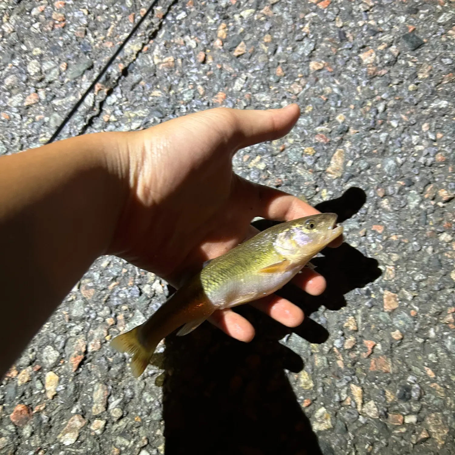 Creek chub caught on Fishbrain