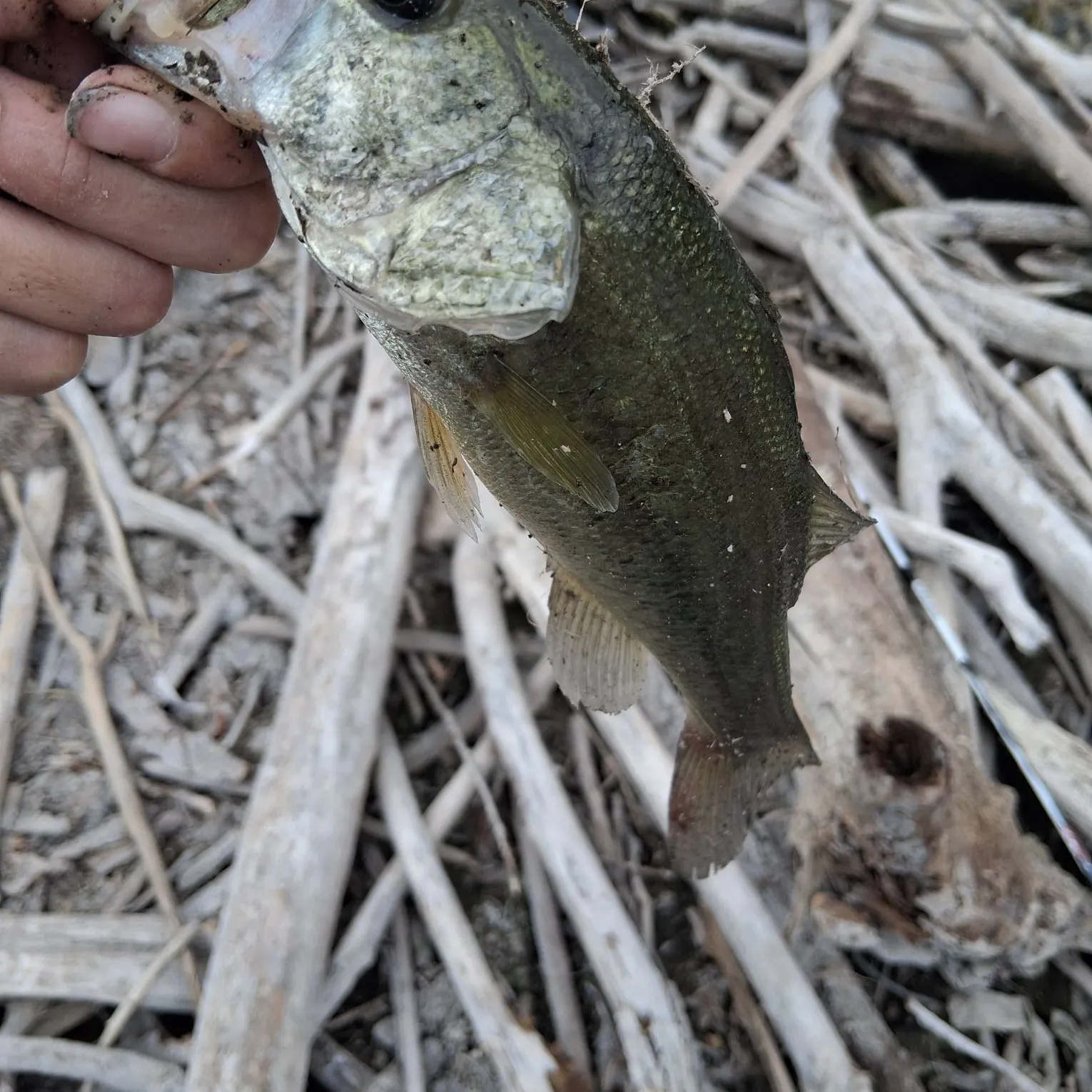 Largemouth bass caught on Fishbrain