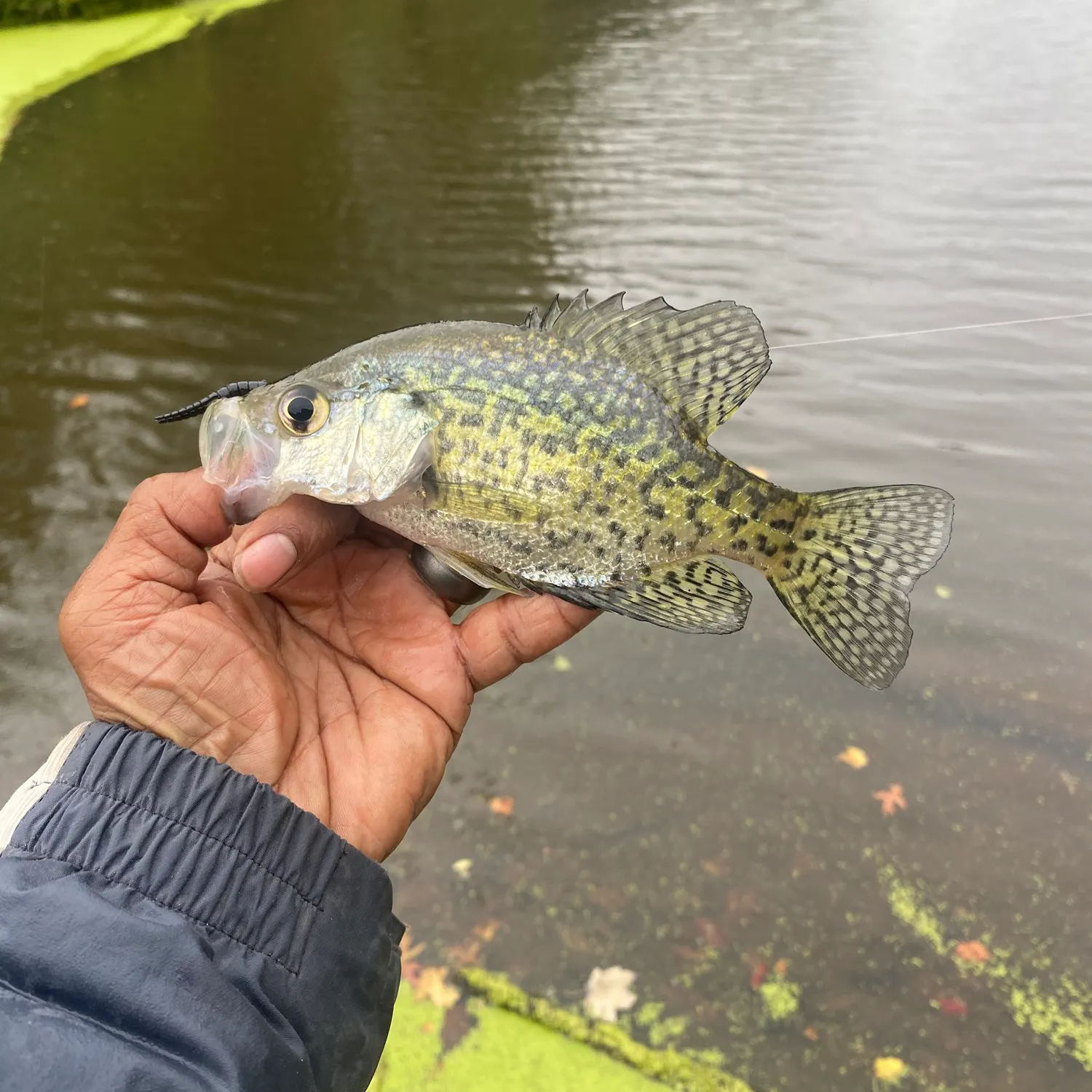 Fish caught on Fishbrain
