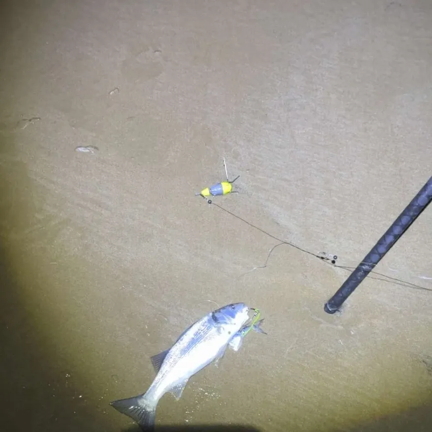 European seabass caught on Fishbrain