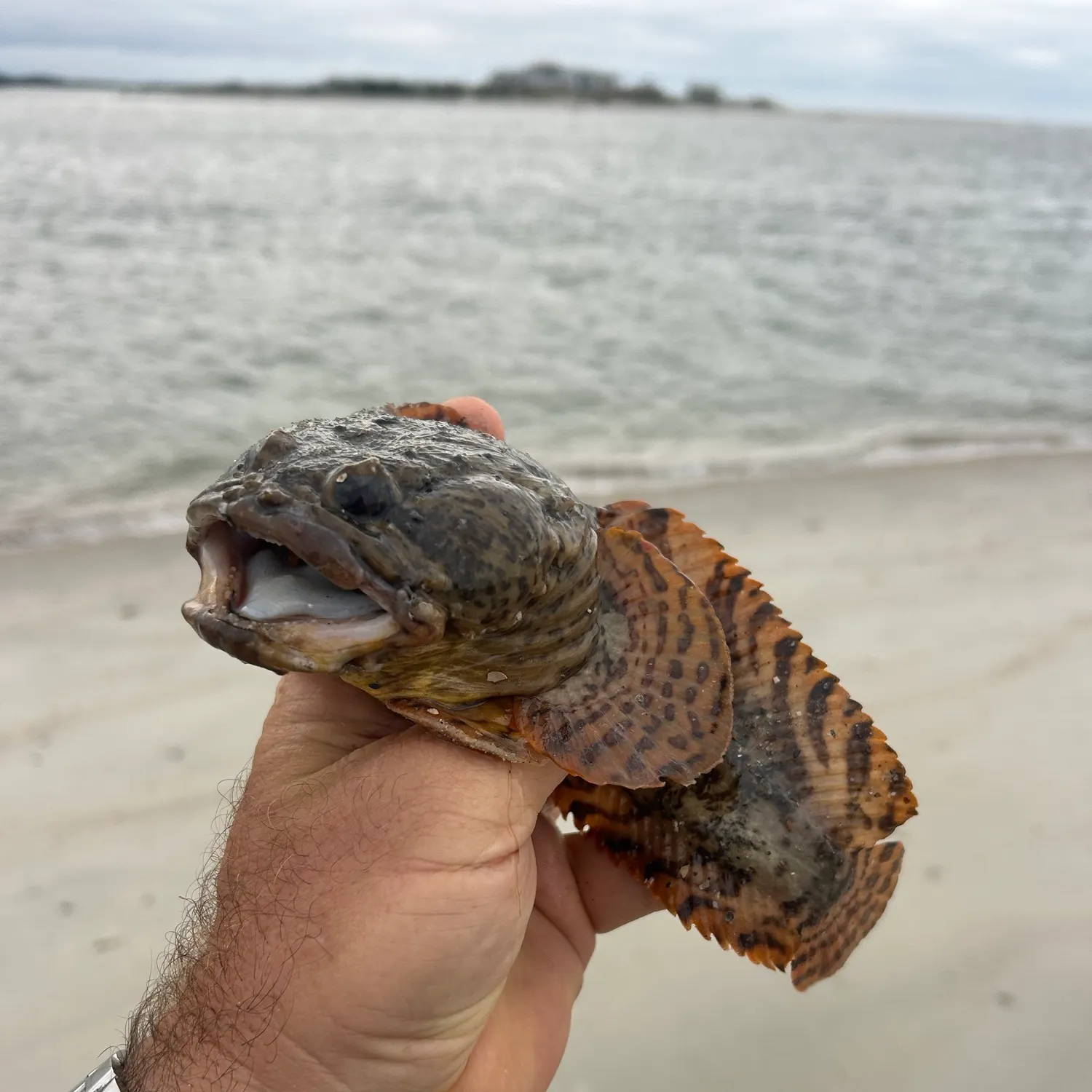 Oyster toadfish caught on Fishbrain