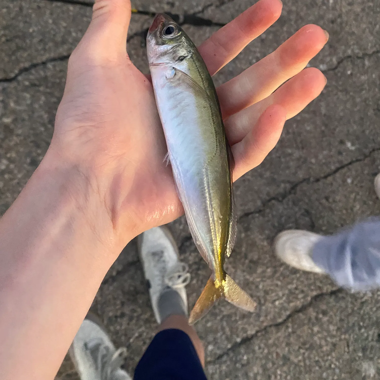 The most recent Pacific jack mackerel catches on Fishbrain