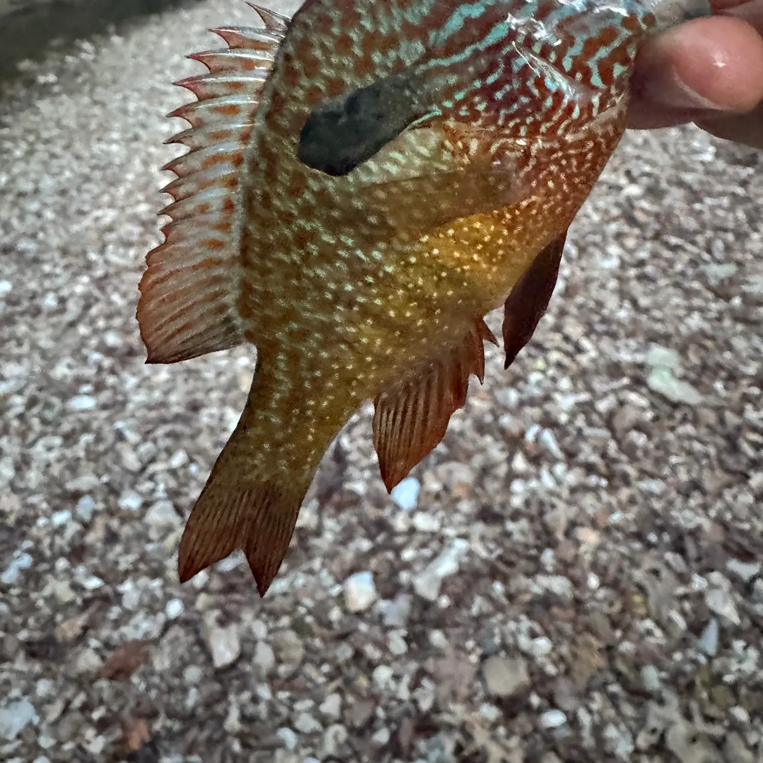 Longear sunfish caught on Fishbrain