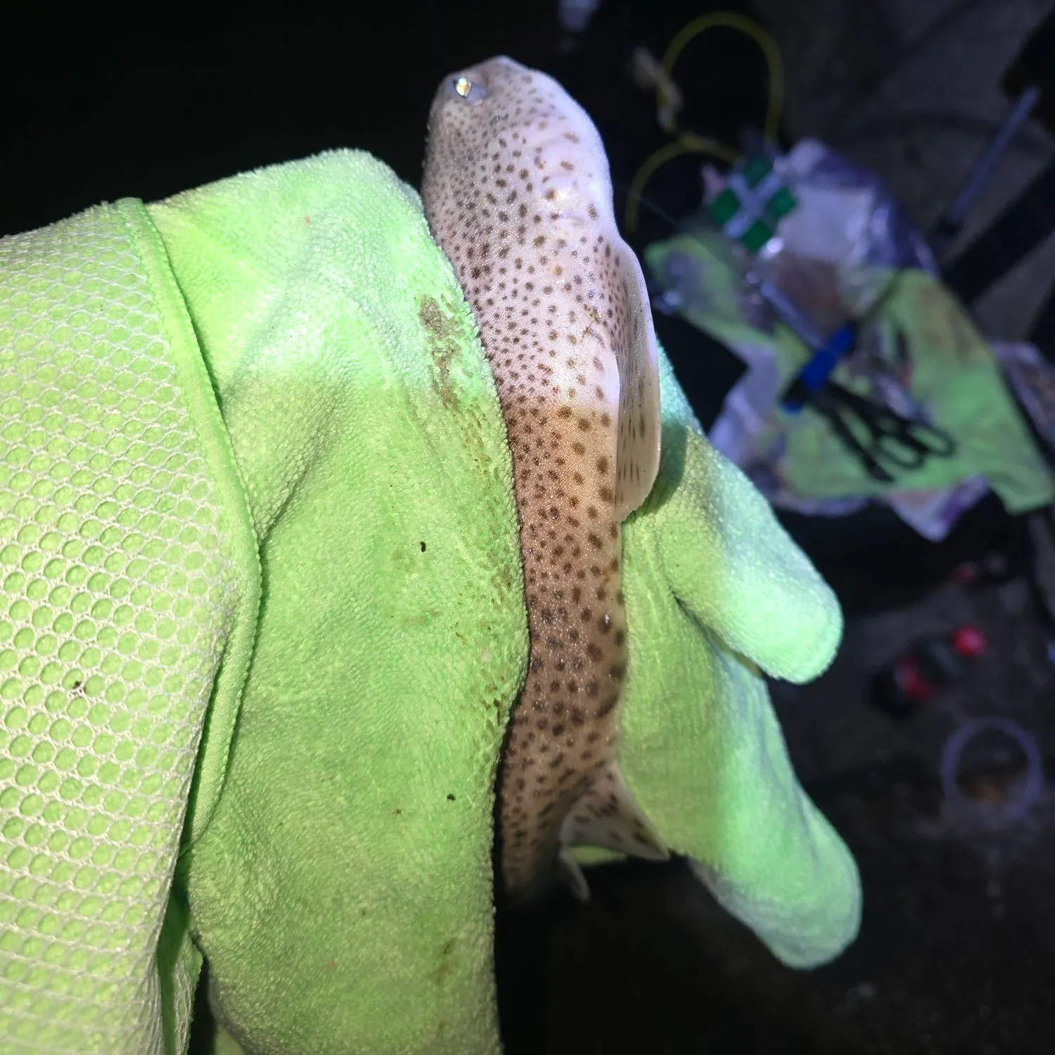 The most recent Lesser spotted dogfish catches on Fishbrain