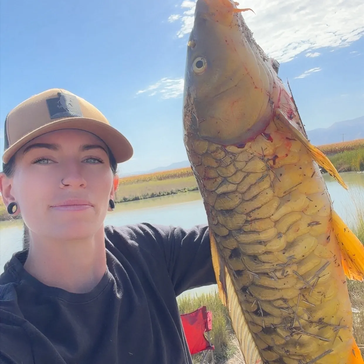 Mirror carp caught on Fishbrain