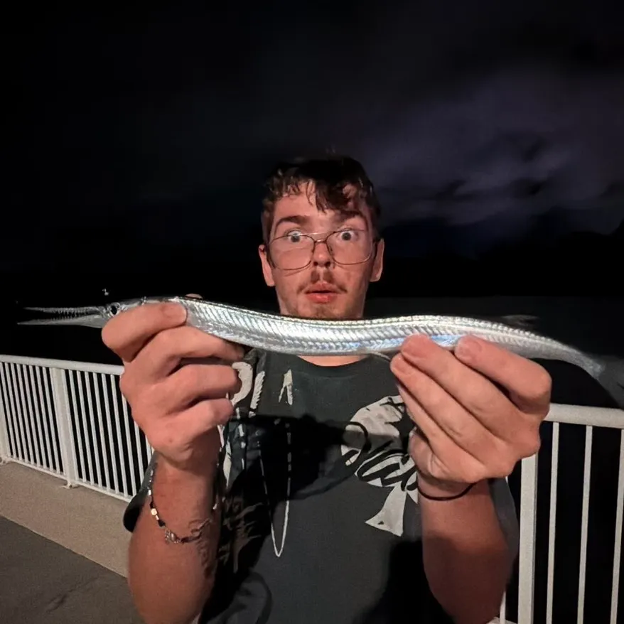 Flat needlefish caught on Fishbrain