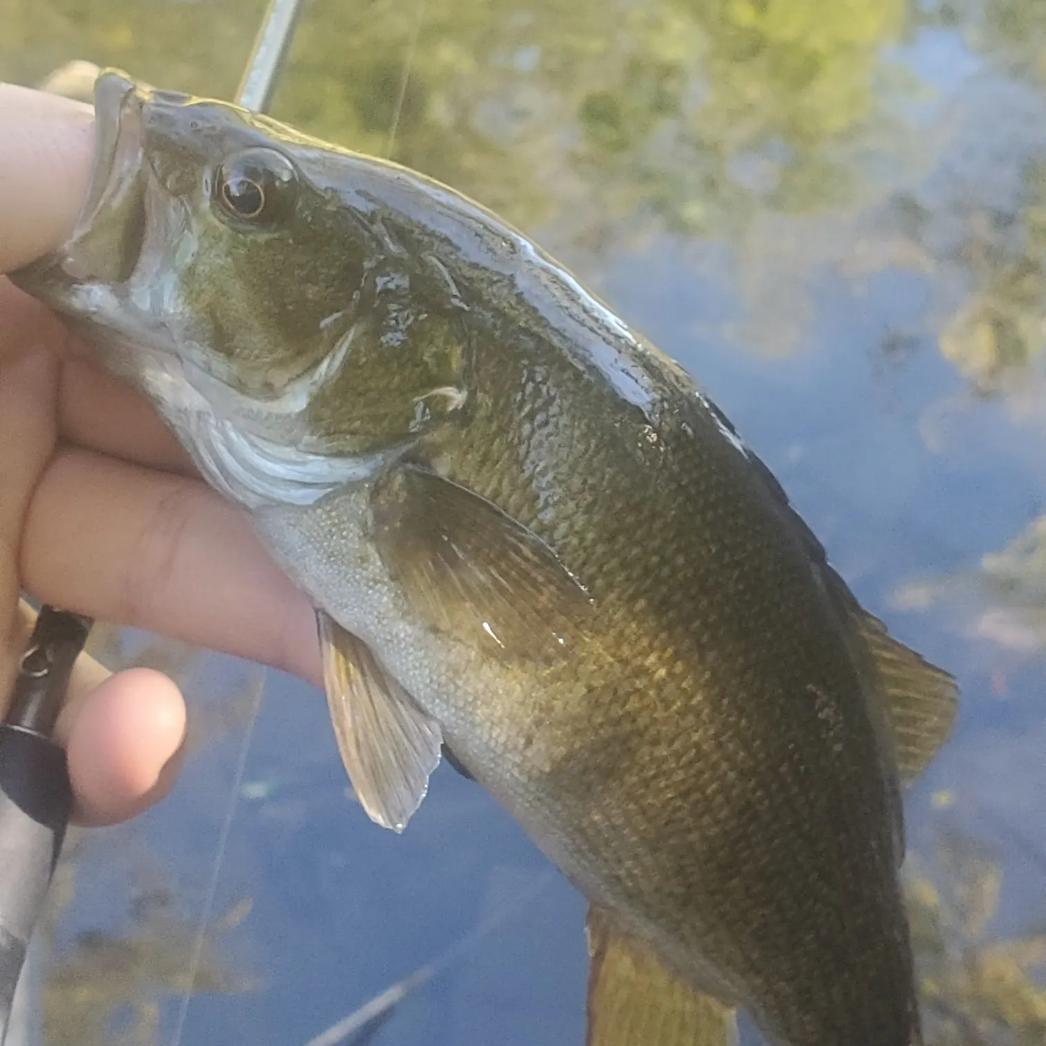 Smallmouth bass caught on Fishbrain