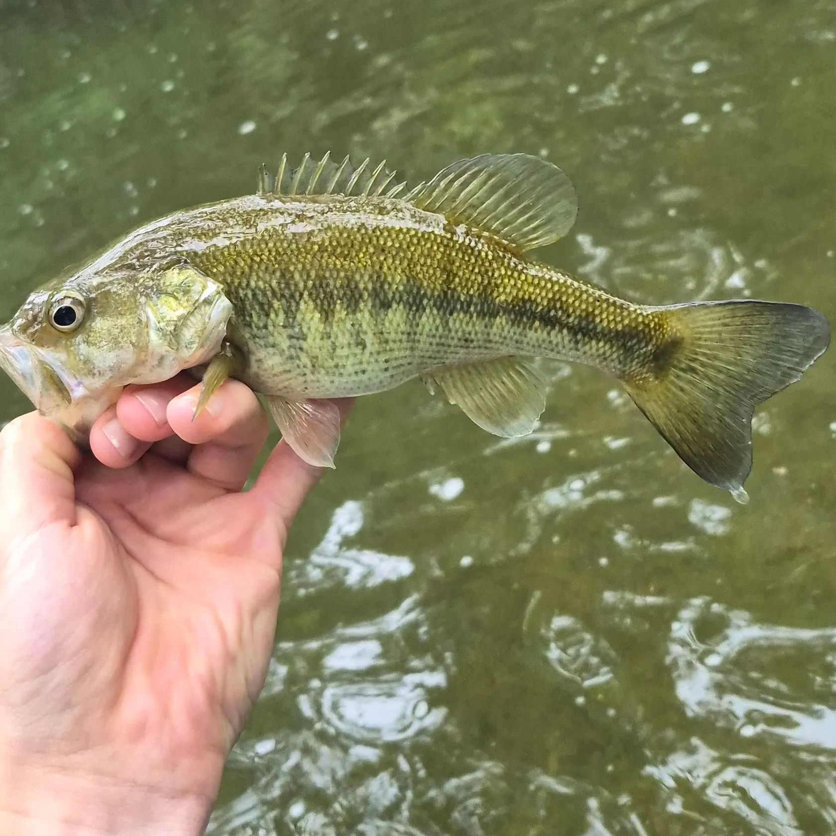 The most recent Guadalupe bass catches on Fishbrain