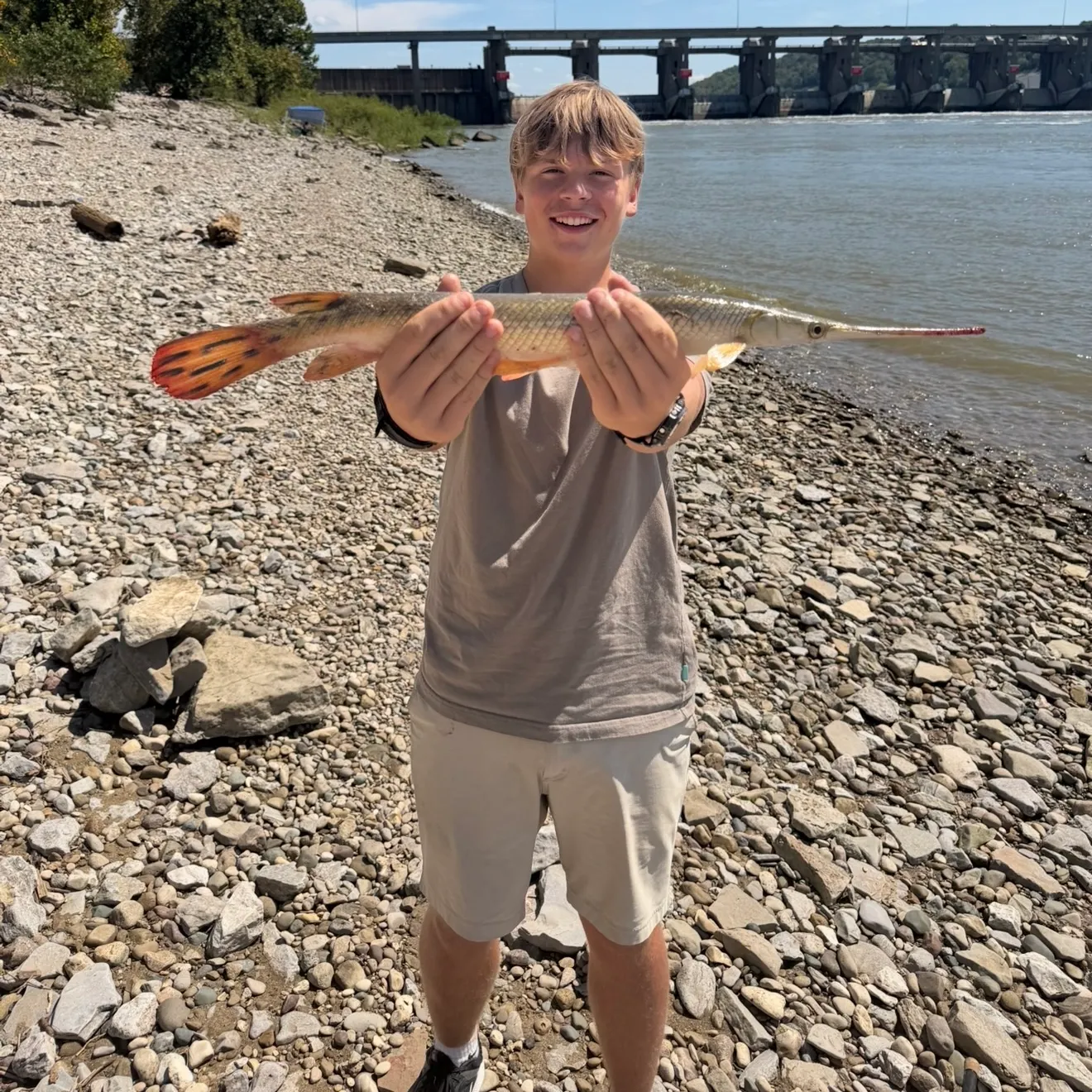 Longnose gar caught on Fishbrain