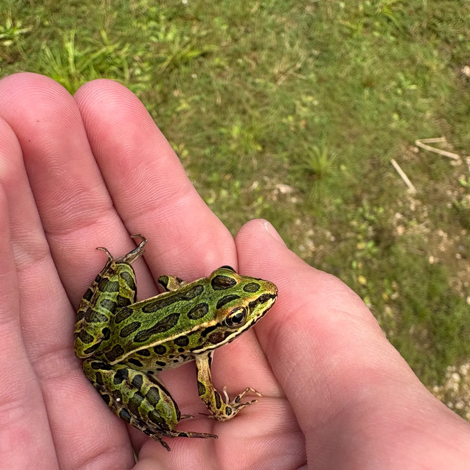 Northern leopard frog caught on Fishbrain
