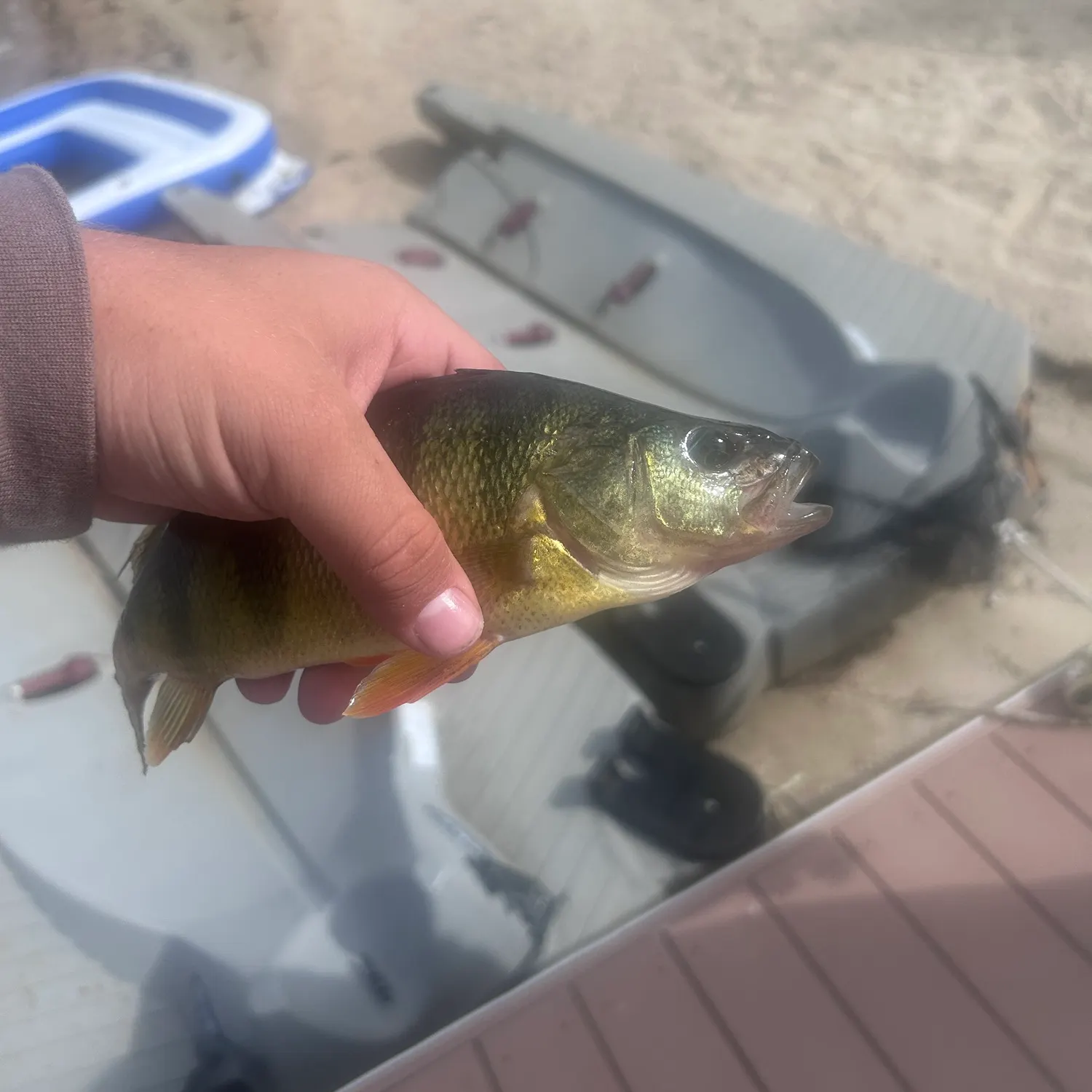 Yellow perch caught on Fishbrain