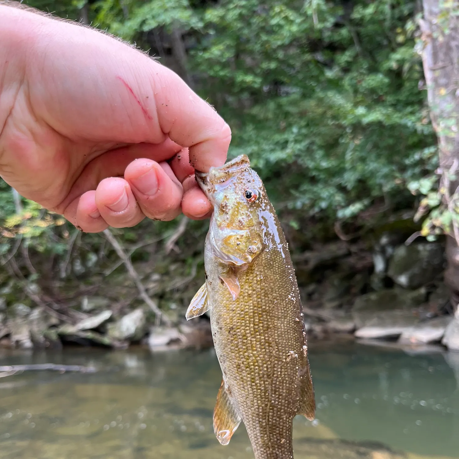 Smallmouth bass caught on Fishbrain