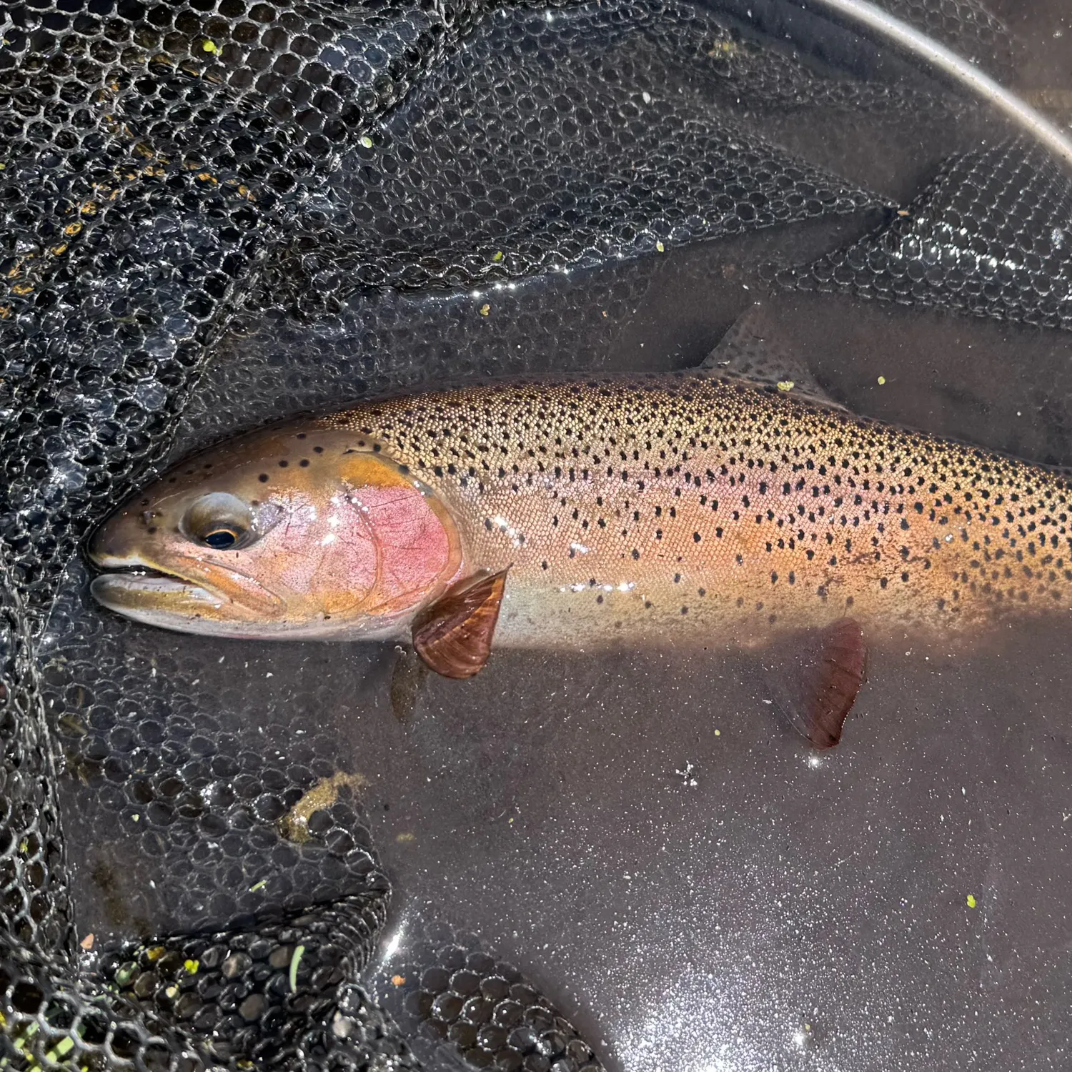The most recent Bonneville cutthroat trout catches on Fishbrain