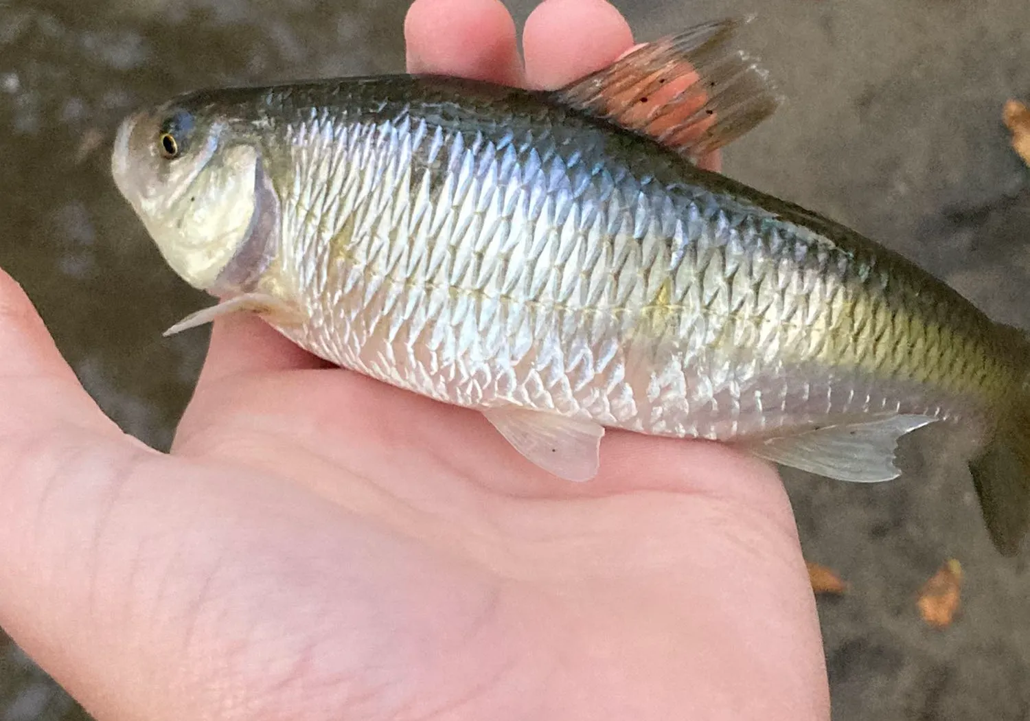 European chub