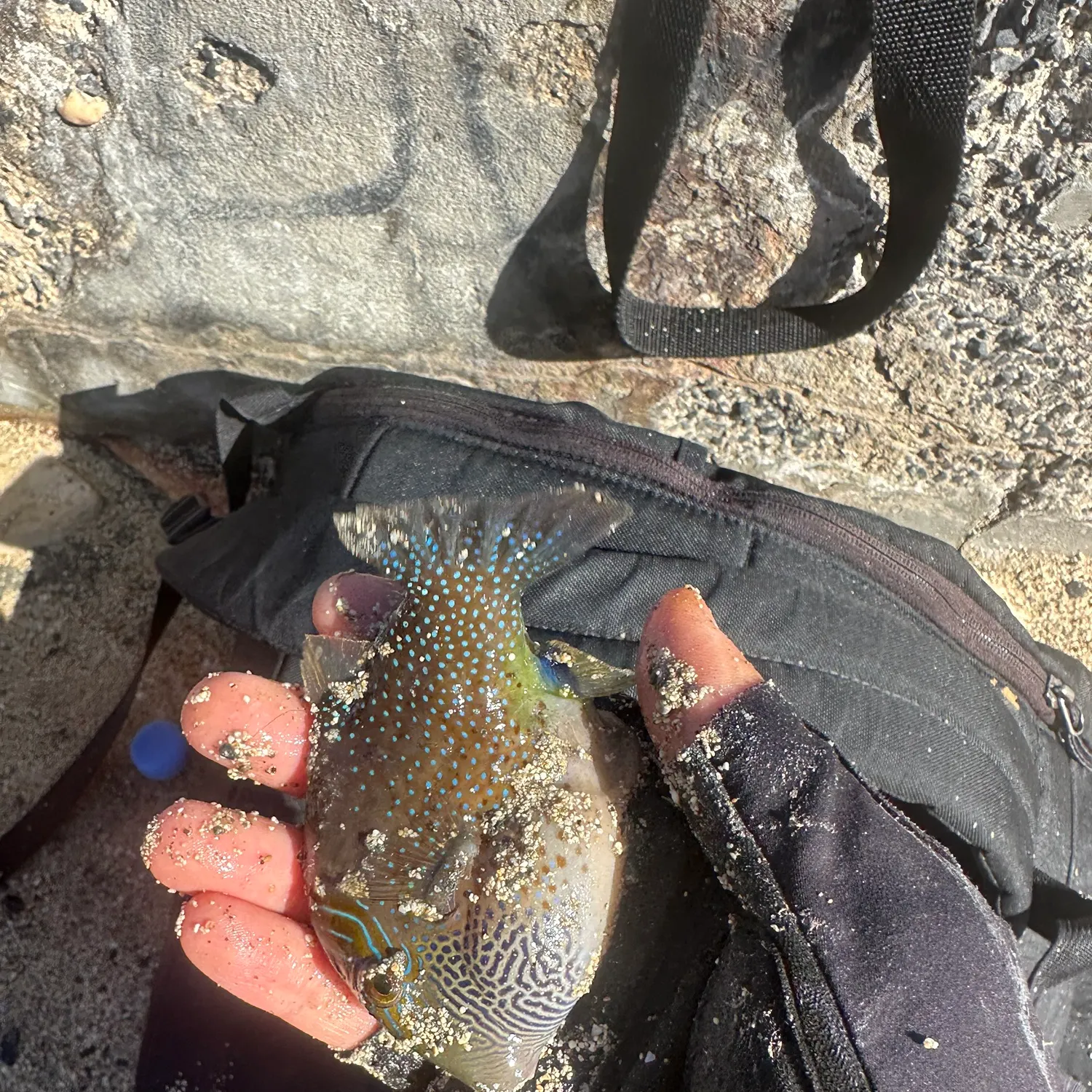 The most recent Spider-eye puffer catches on Fishbrain