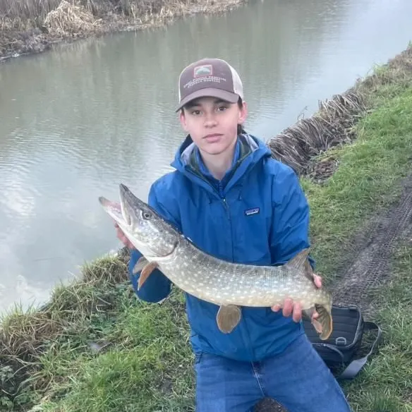 Northern pike caught on Fishbrain