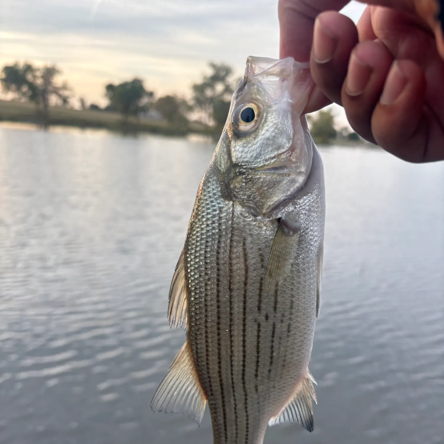 White bass caught on Fishbrain