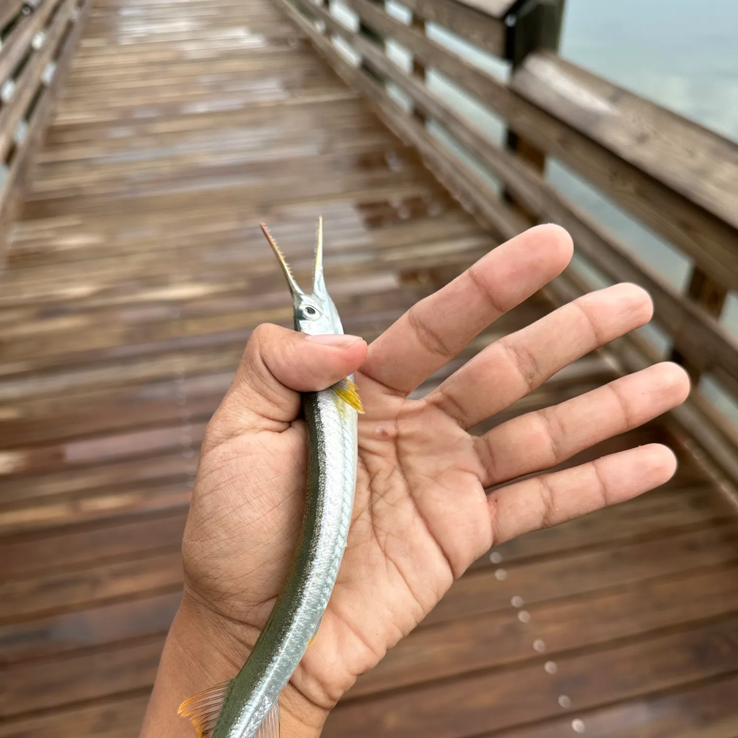 The most recent Needlenose gar catches on Fishbrain
